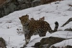 В нацпарке «Земля леопарда» протестировали беспилотники ZALA AERO в зимних условиях 